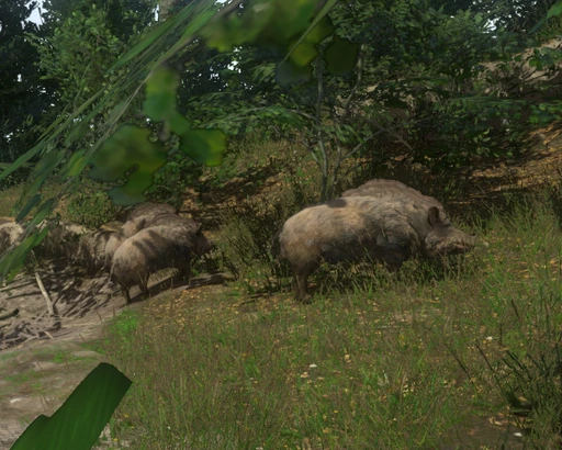 Boar