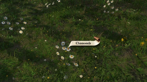 Chamomile