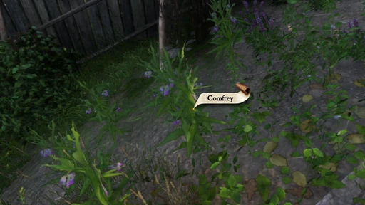Comfrey