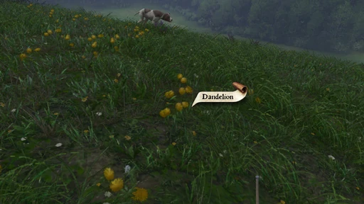 Dandelion