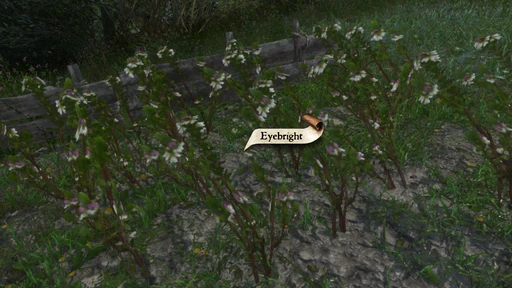 Eyebright