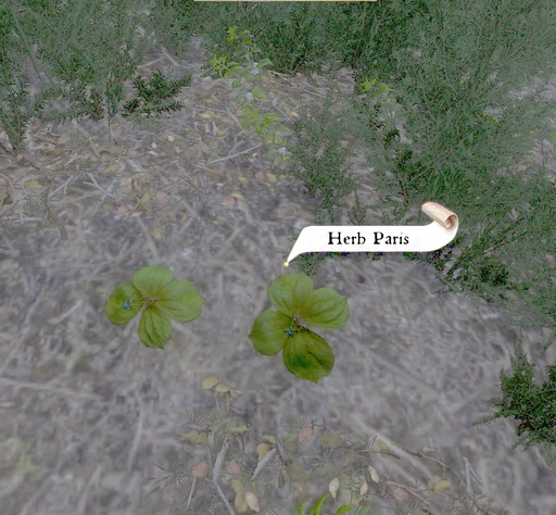 Herb Paris