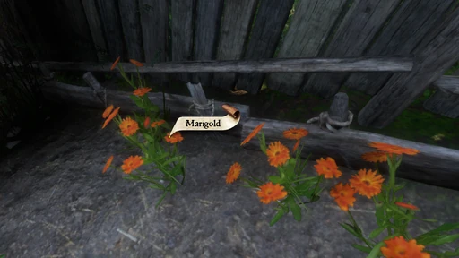 Marigold