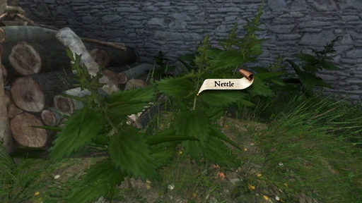 Nettle