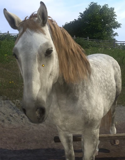 Pegasus
