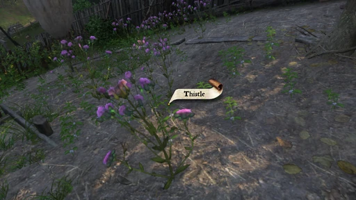 Thistle