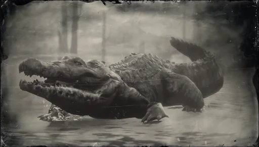 Alligator