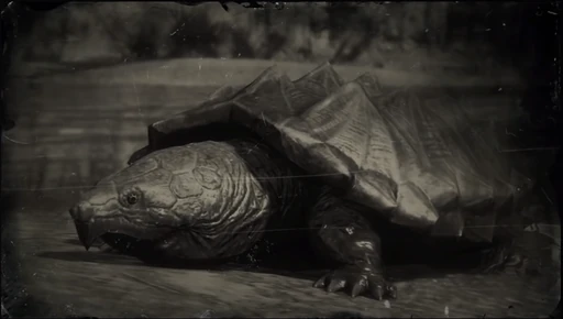 Alligator Snapping Turtle