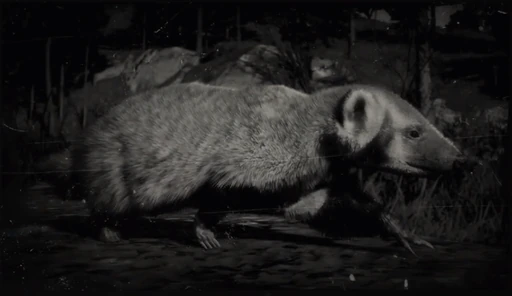 American Badger