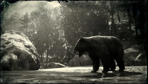 American Black Bear