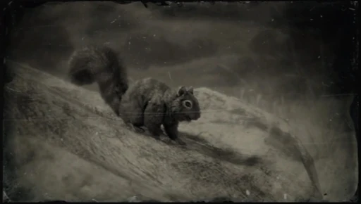 American Red Squirrel