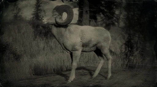Big Horn Ram