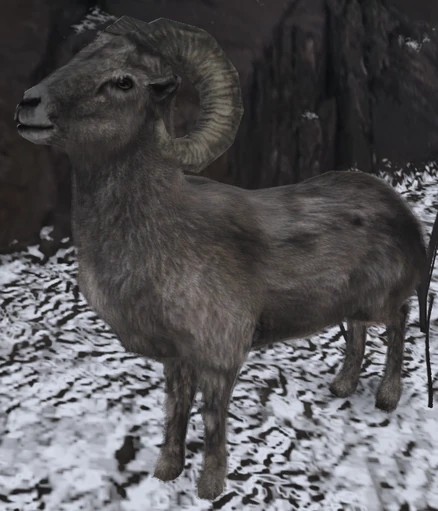 Bighorn Sheep