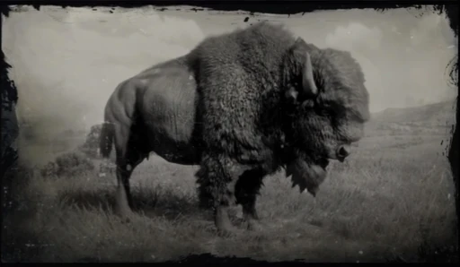 Bison
