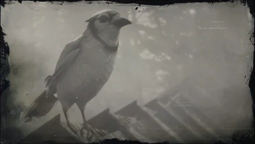 Blue Jay