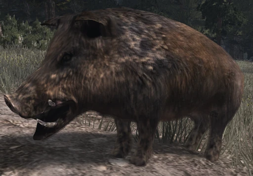 Boar