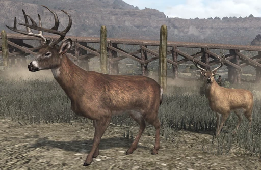 Buck