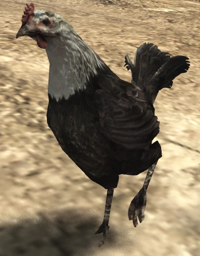 Chicken