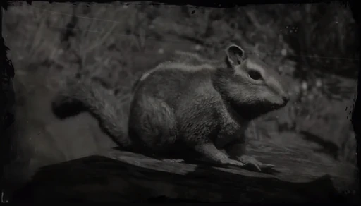 Chipmunk