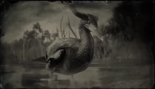 Cormorant
