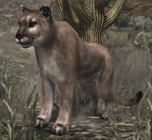 Cougar