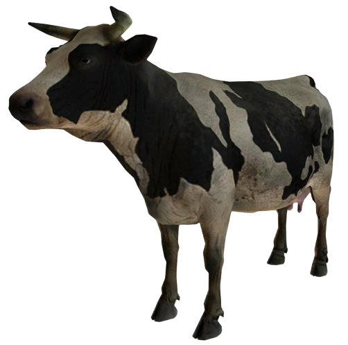 Cow