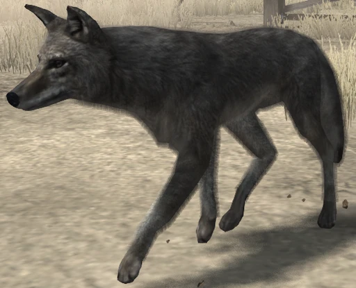 Coyote