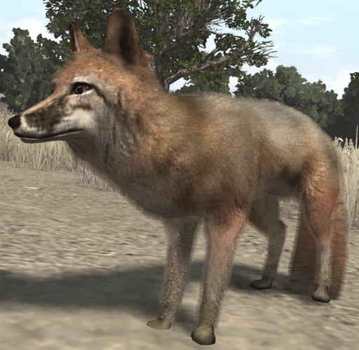 Fox