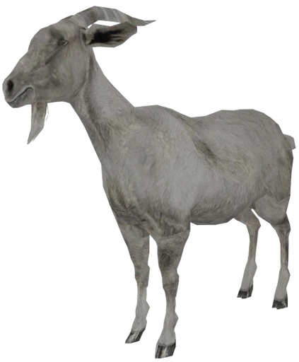 Goat