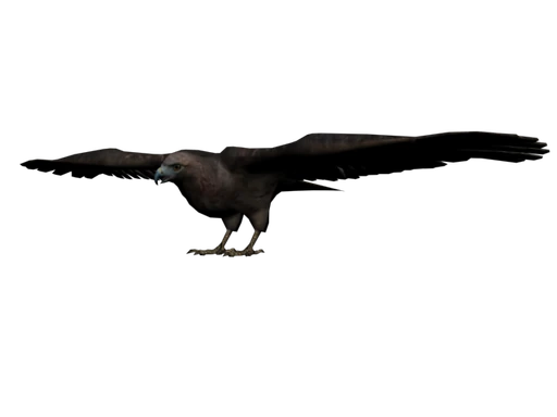 Hawk