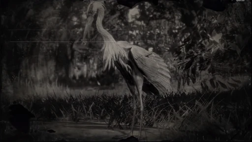 Heron