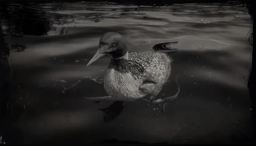 Loon