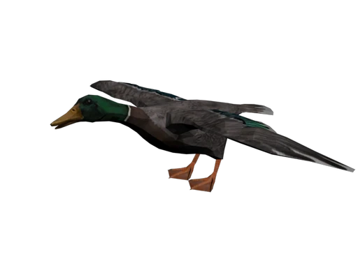 Mallard Duck
