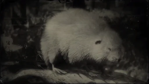 Muskrat