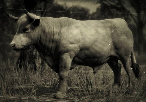 Ox