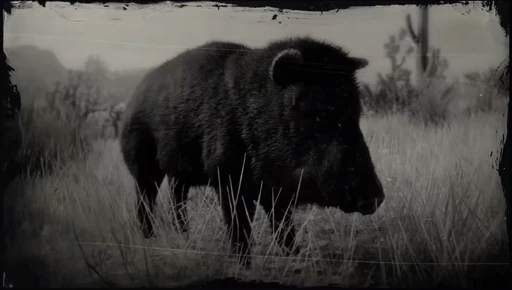 Peccary