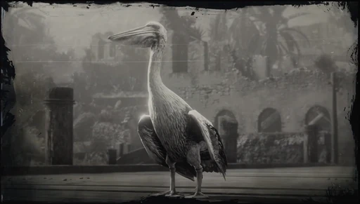 Pelican