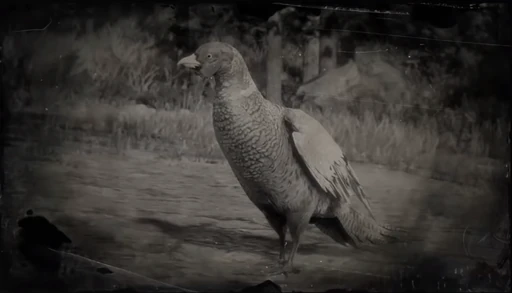 Pheasant