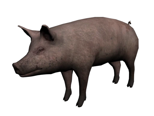 Pig
