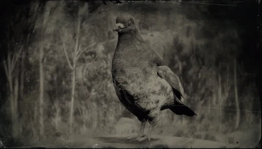 Pigeon