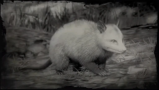Possum