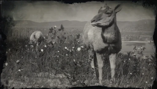 Pronghorn