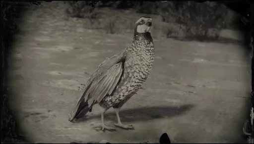 Quail