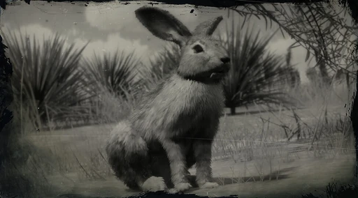 Rabbit