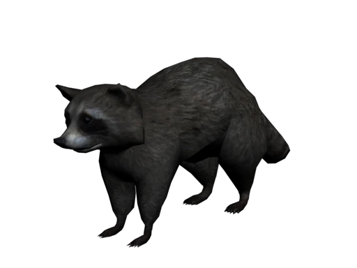 Raccoon