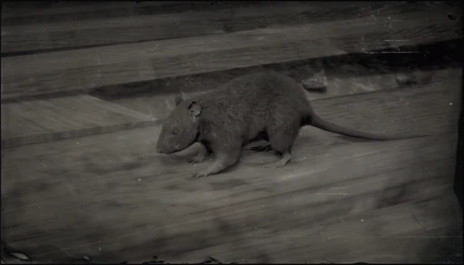 Rat