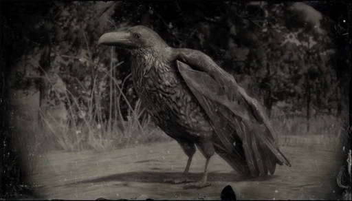 Raven
