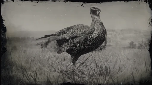Rio Grande Wild Turkey