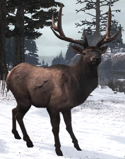 Rocky Mountain Bull Elk