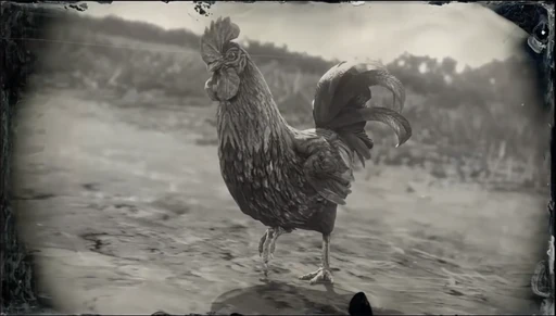 Rooster